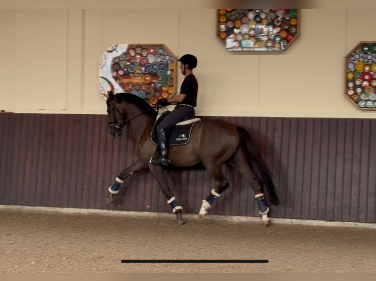 Oldenburg Gelding 4 years 16 hh Chestnut in Hagen am Teutoburger Wald
