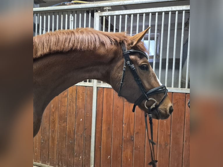 Oldenburg Gelding 4 years 16 hh Chestnut-Red in Bruchsal