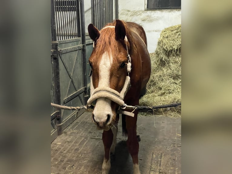 Oldenburg Gelding 4 years 16 hh Chestnut-Red in Hambühren