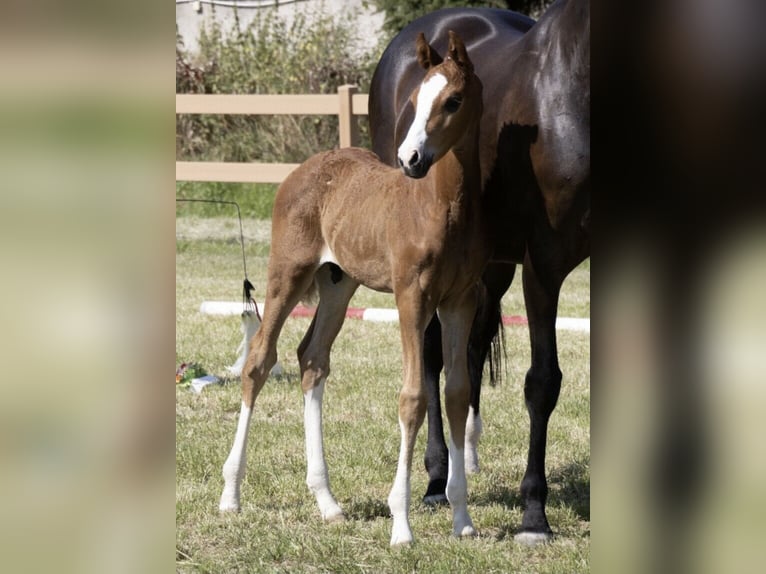 Oldenburg Gelding 4 years 16 hh Chestnut-Red in Hambühren