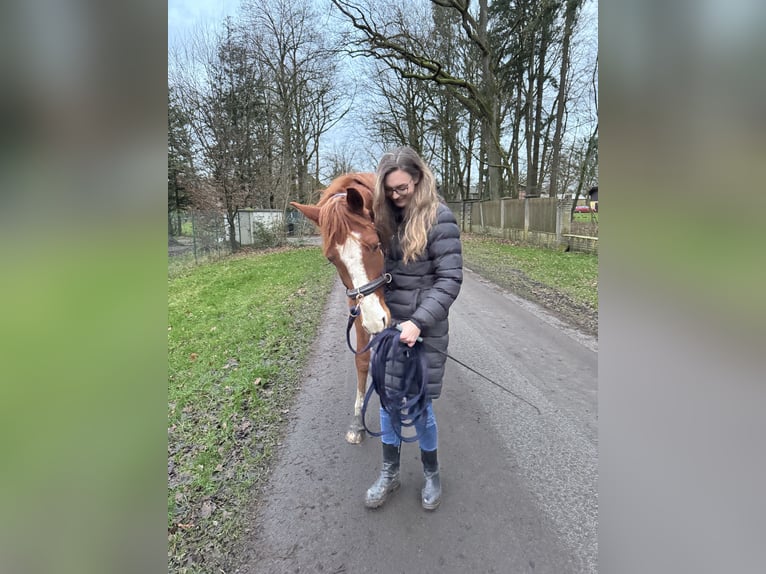 Oldenburg Gelding 4 years 16 hh Chestnut-Red in Hambühren