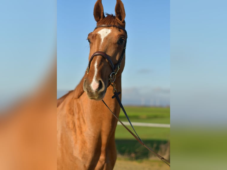 Oldenburg Gelding 4 years 16 hh Chestnut-Red in Geilenkirchen