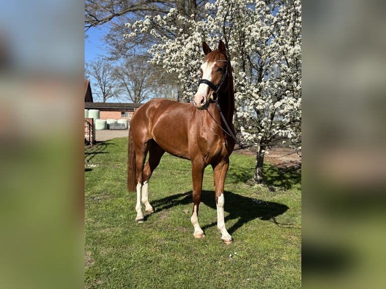 Oldenburg Gelding 4 years 16 hh Chestnut-Red in Hagewede