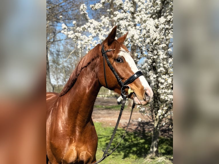 Oldenburg Gelding 4 years 16 hh Chestnut-Red in Hagewede