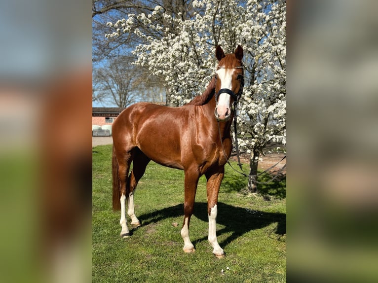 Oldenburg Gelding 4 years 16 hh Chestnut-Red in Hagewede