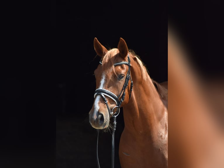 Oldenburg Gelding 4 years 16 hh Chestnut-Red in Herbstein
