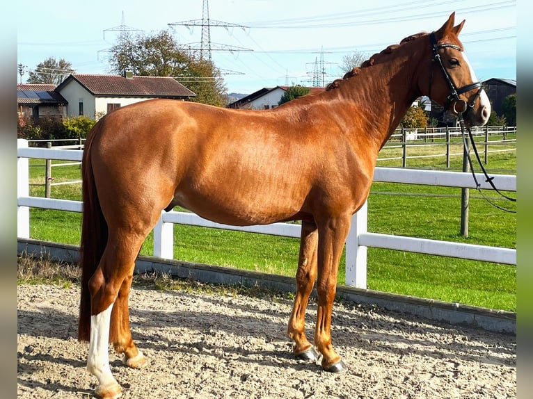 Oldenburg Gelding 4 years 16 hh Chestnut-Red in Wernau