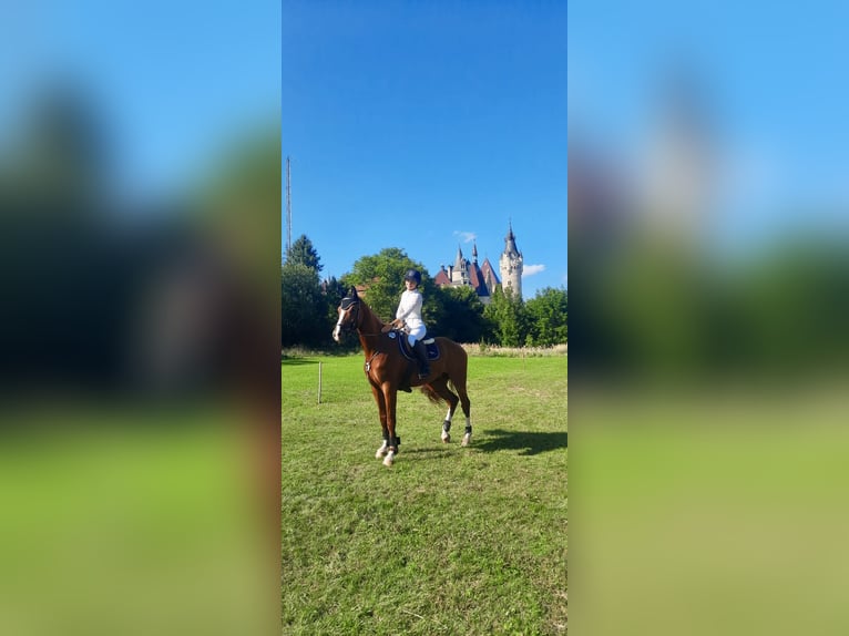 Oldenburg Gelding 4 years 16 hh Chestnut-Red in Bystrzyca Górna