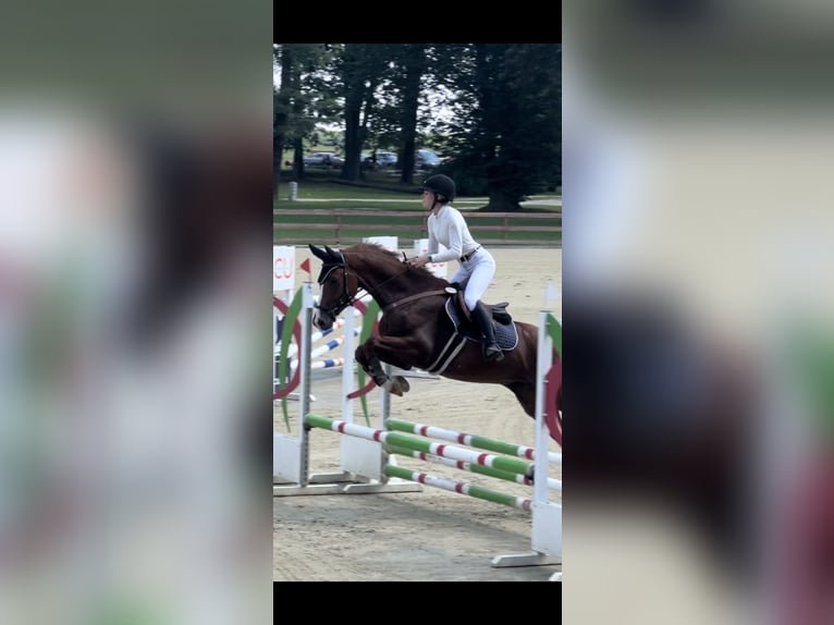 Oldenburg Gelding 4 years 16 hh Chestnut-Red in Bystrzyca Górna