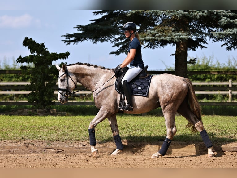 Oldenburg Gelding 4 years 16 hh Grey-Dapple in Nauen
