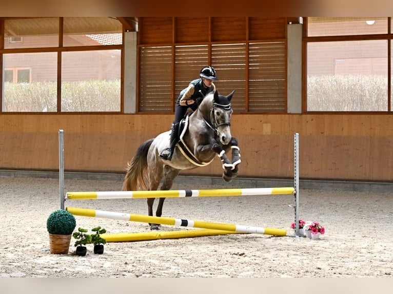 Oldenburg Gelding 4 years 16 hh Grey in Prague