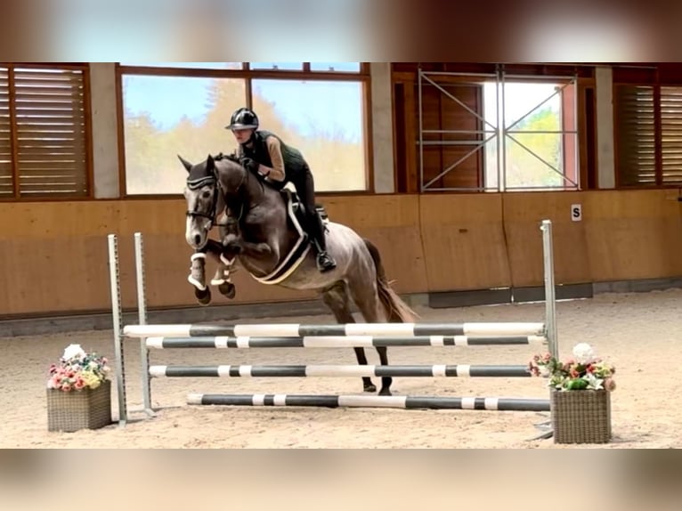 Oldenburg Gelding 4 years 16 hh Grey in Prague