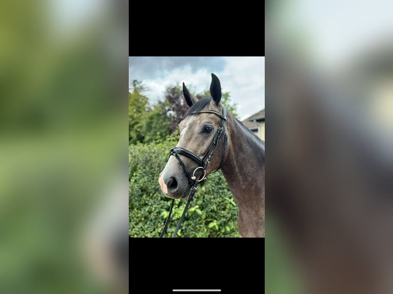 Oldenburg Gelding 4 years 16 hh Grey in Wedemark