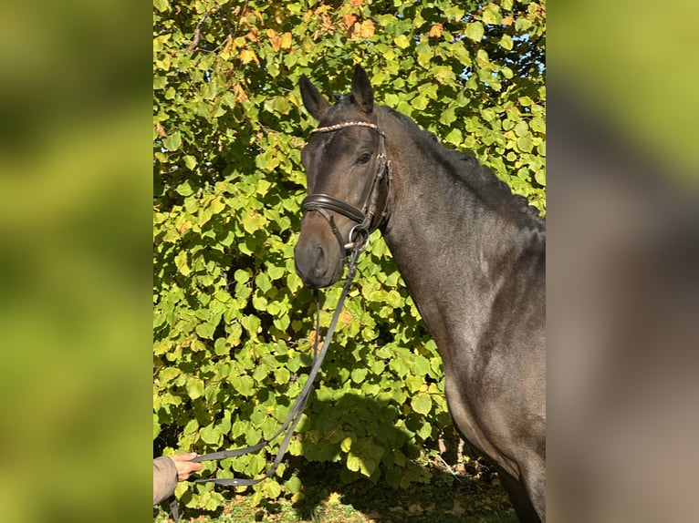 Oldenburg Gelding 4 years 16 hh Smoky-Black in Wittmund