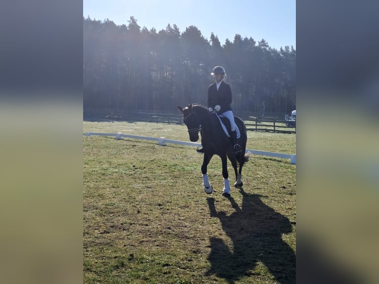 Oldenburg Gelding 4 years 16 hh Smoky-Black in Redefin