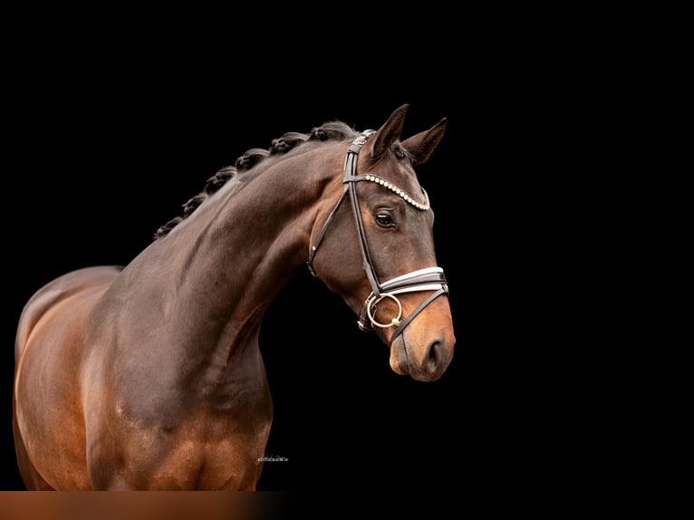 Oldenburg Gelding 4 years 16,1 hh Bay-Dark in Lehrberg