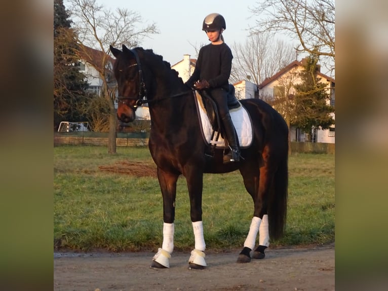 Oldenburg Gelding 4 years 16,1 hh Bay-Dark in Biebesheim am Rhein