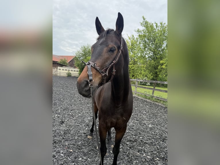 Oldenburg Gelding 4 years 16,1 hh Bay-Dark in Finning