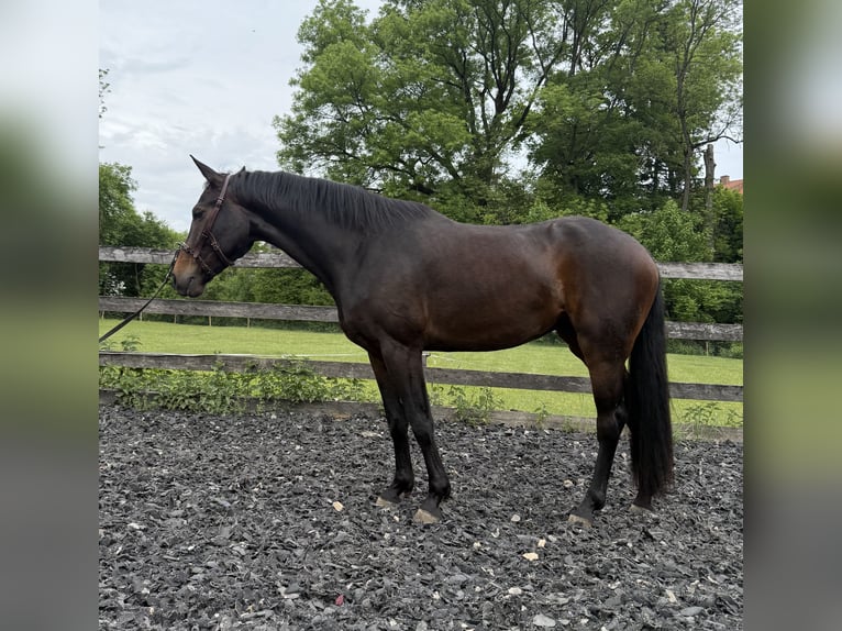 Oldenburg Gelding 4 years 16,1 hh Bay-Dark in Finning