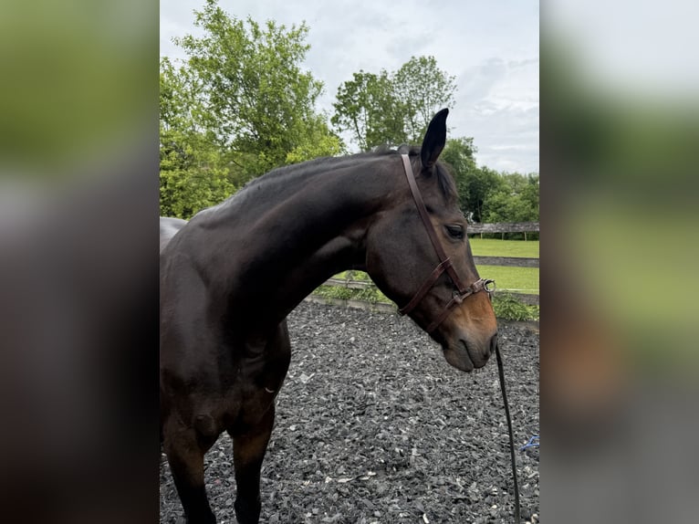 Oldenburg Gelding 4 years 16,1 hh Bay-Dark in Finning