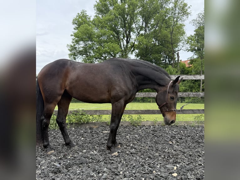 Oldenburg Gelding 4 years 16,1 hh Bay-Dark in Finning