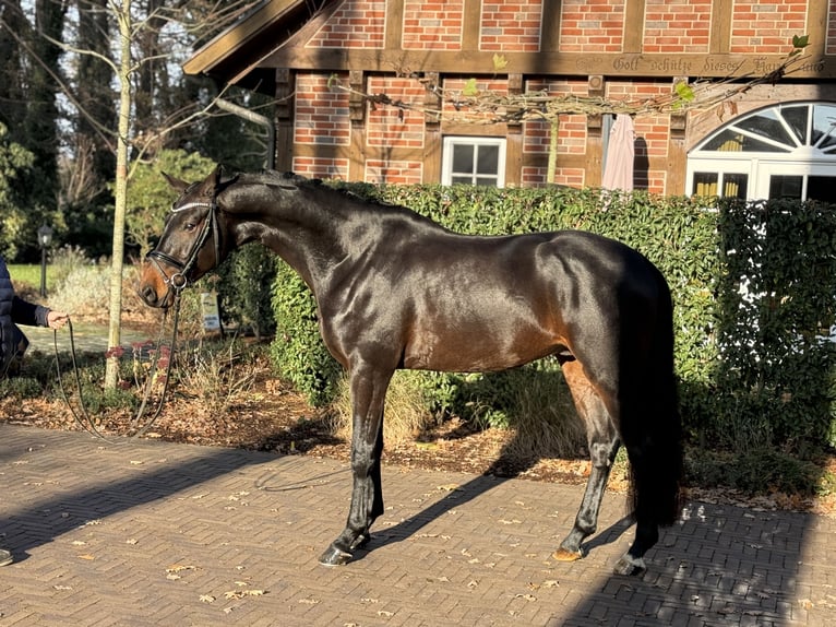 Oldenburg Gelding 4 years 16,1 hh Bay-Dark in Visbek