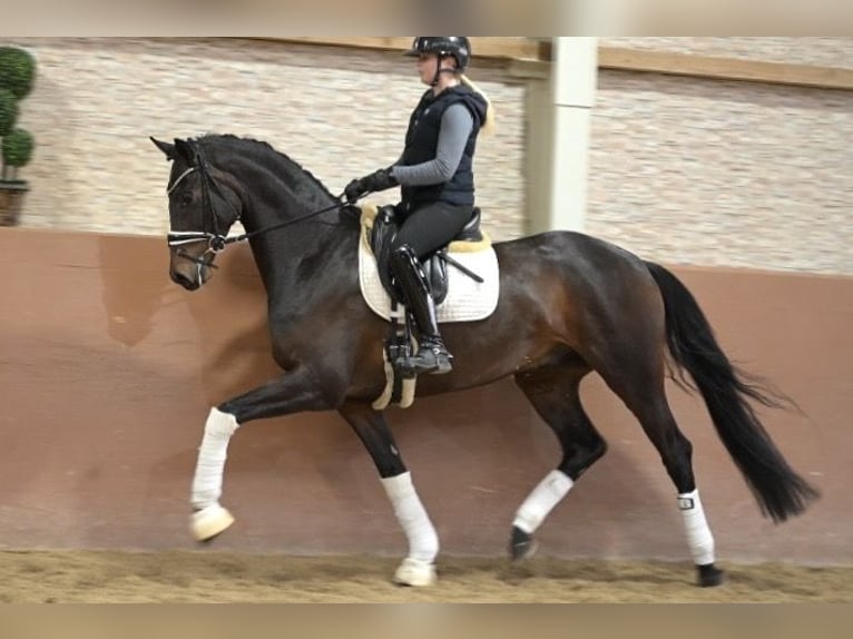 Oldenburg Gelding 4 years 16,1 hh Bay-Dark in Wehringen