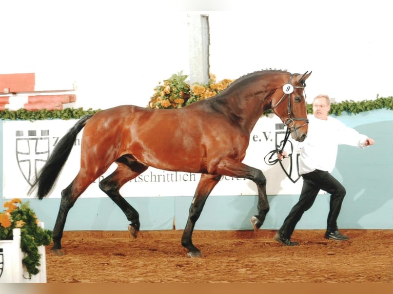Oldenburg Gelding 4 years 16,1 hh Bay-Dark in Walchum