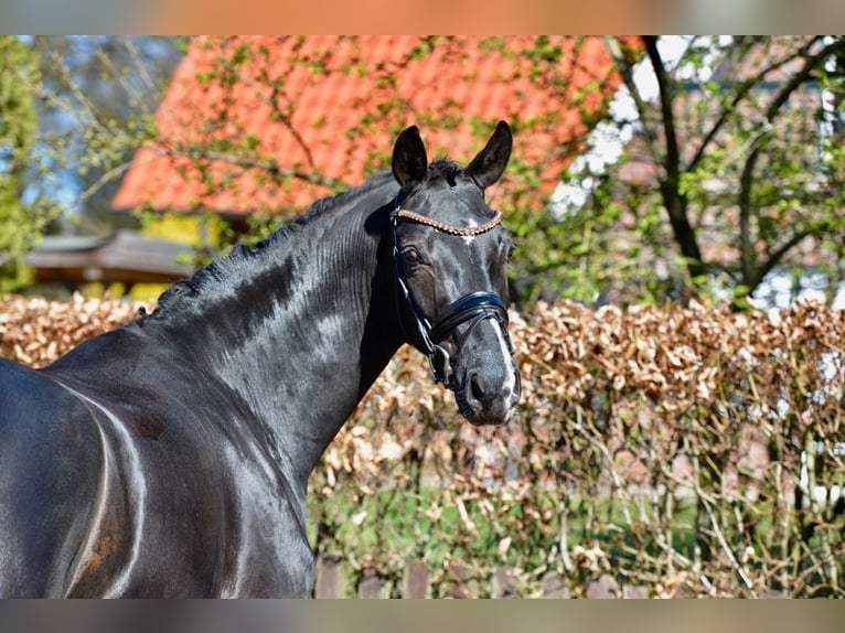 Oldenburg Gelding 4 years 16,1 hh Black in D&#xF6;tlingen