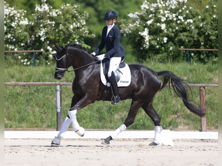 Oldenburg Gelding 4 years 16,1 hh Black in Herford