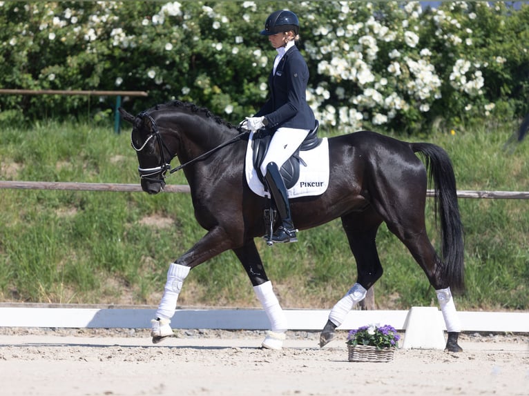 Oldenburg Gelding 4 years 16,1 hh Black in Herford