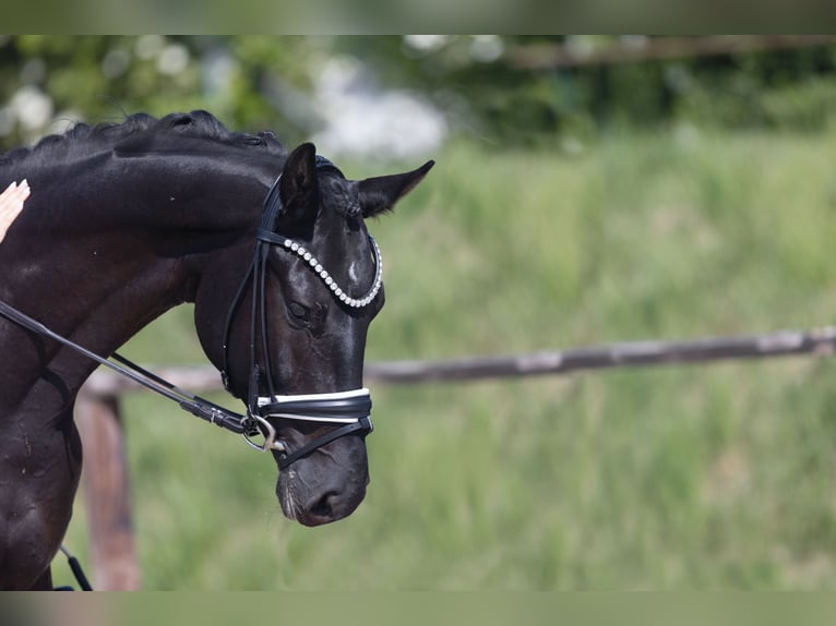 Oldenburg Gelding 4 years 16,1 hh Black in Herford
