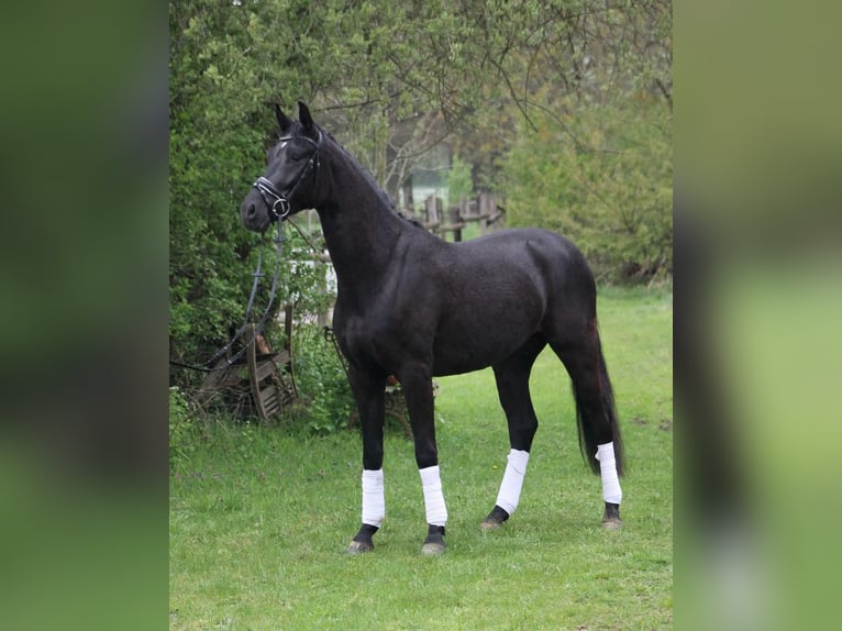 Oldenburg Gelding 4 years 16,1 hh Black in Hilden