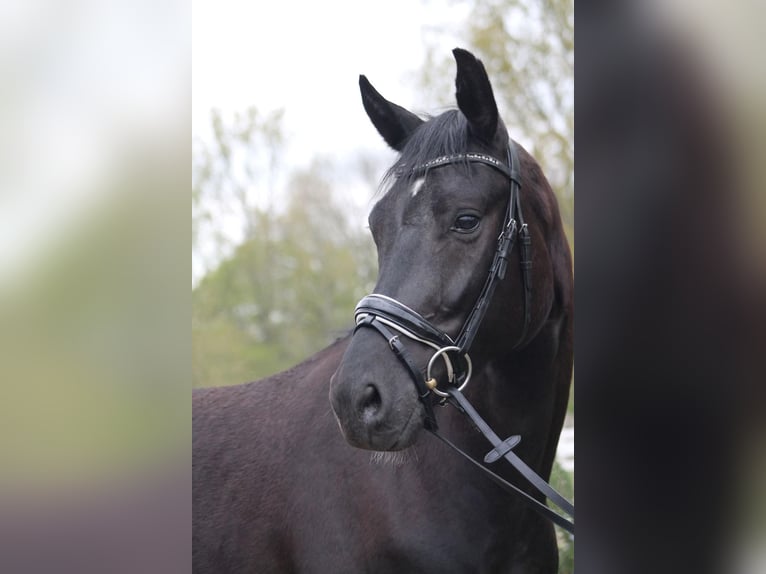 Oldenburg Gelding 4 years 16,1 hh Black in Hilden