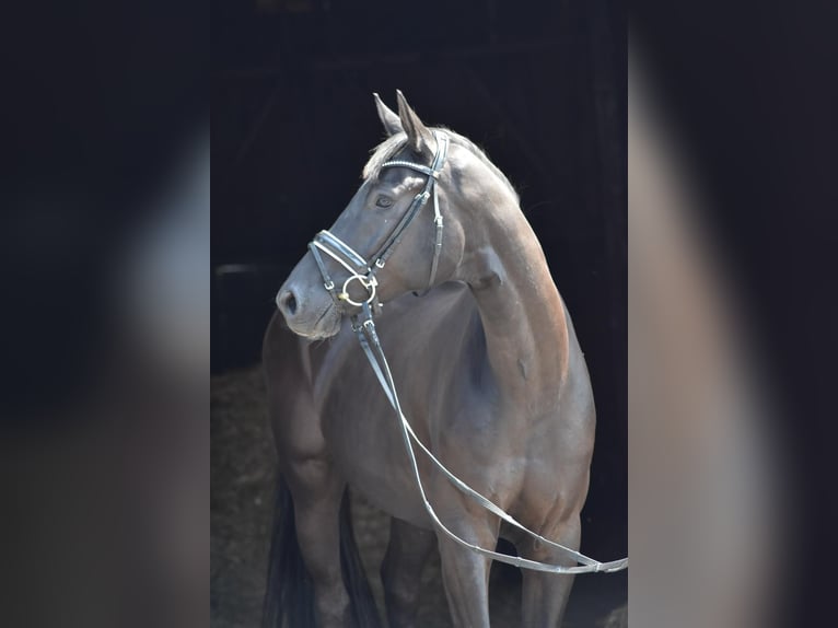 Oldenburg Gelding 4 years 16,1 hh Black in Herbstein