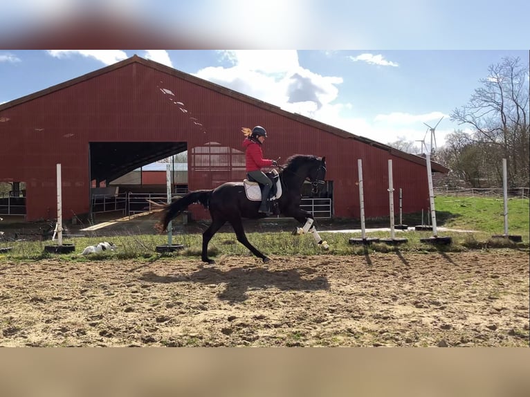 Oldenburg Gelding 4 years 16,1 hh Black in Rochau