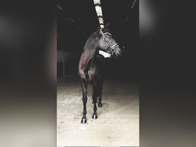 Oldenburg Gelding 4 years 16,1 hh Black in Rochau