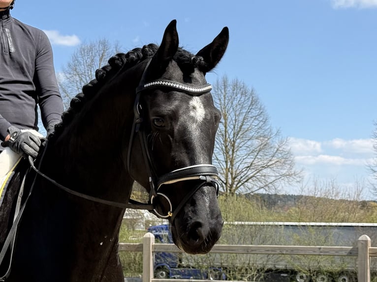 Oldenburg Gelding 4 years 16,1 hh Black in Rottenburg an der Laaber