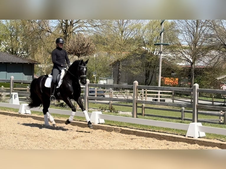 Oldenburg Gelding 4 years 16,1 hh Black in Rottenburg an der Laaber