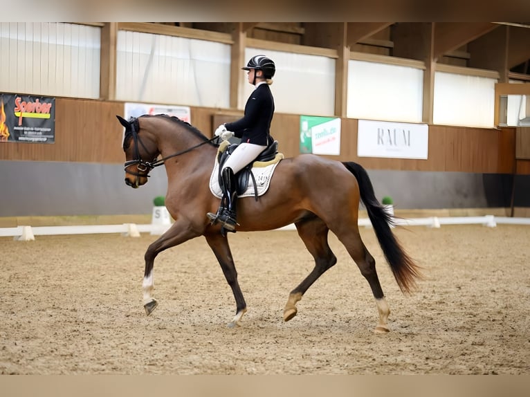 Oldenburg Gelding 4 years 16,1 hh Brown in Lehrberg