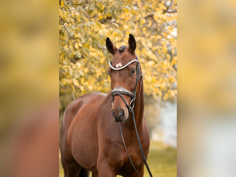 Oldenburg Gelding 4 years 16,1 hh Brown in Lehrberg