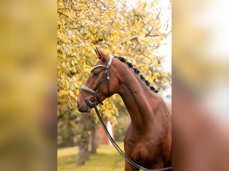Oldenburg Gelding 4 years 16,1 hh Brown in Lehrberg