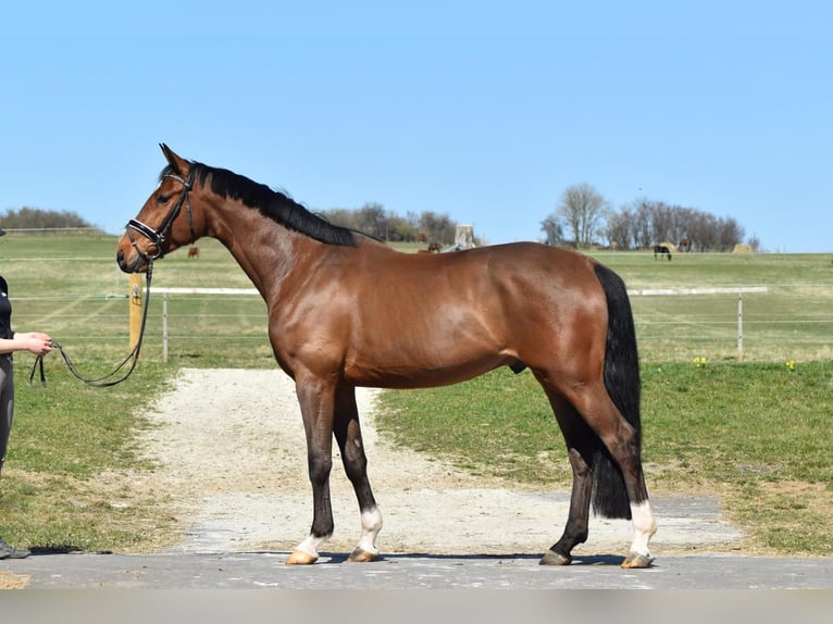 Oldenburg Gelding 4 years 16,1 hh Brown in Herbstein