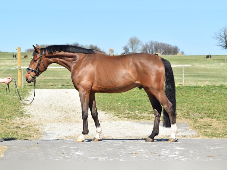 Oldenburg Gelding 4 years 16,1 hh Brown in Herbstein