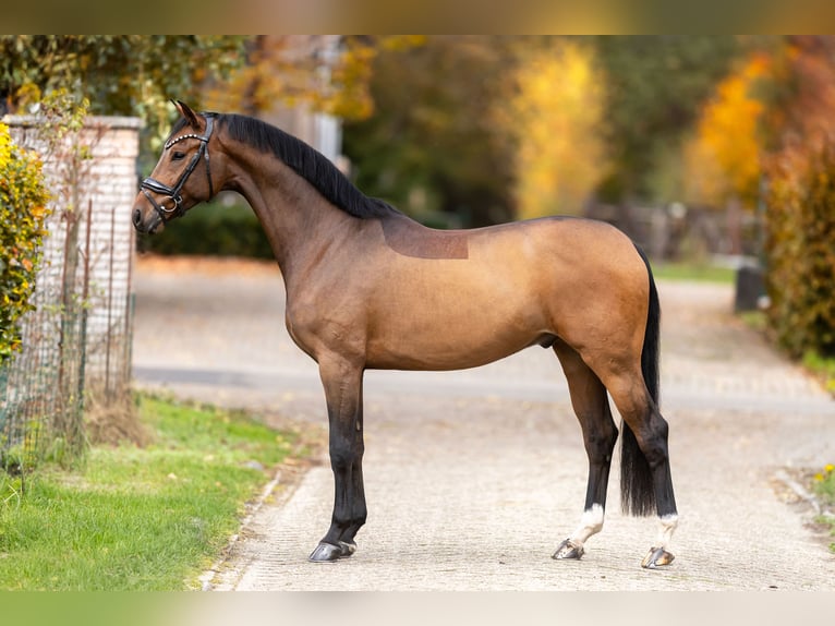 Oldenburg Gelding 4 years 16,1 hh Brown in Steensel