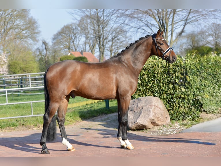 Oldenburg Gelding 4 years 16,1 hh Brown in Vechta