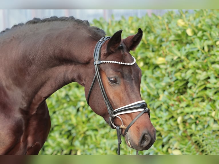 Oldenburg Gelding 4 years 16,1 hh Brown in Warendorf
