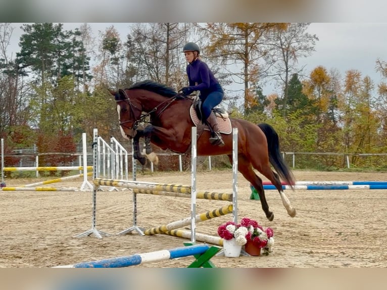 Oldenburg Gelding 4 years 16,1 hh Brown in Brno