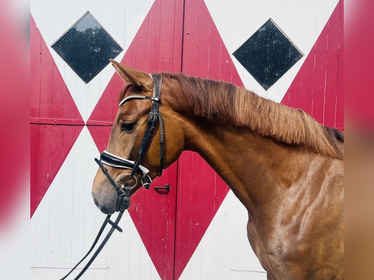 Oldenburg Gelding 4 years 16,1 hh Chestnut-Red in Ennigerloh
