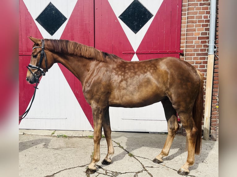 Oldenburg Gelding 4 years 16,1 hh Chestnut-Red in Ennigerloh
